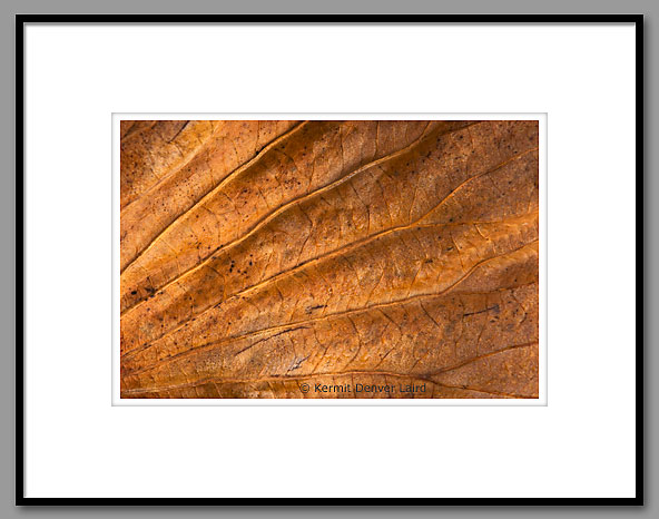 Lily Pad Detail, Noxubee NWR, MS