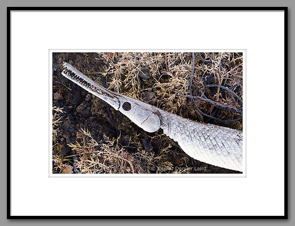 Long-nosed Gar, Noxubee NWR, MS