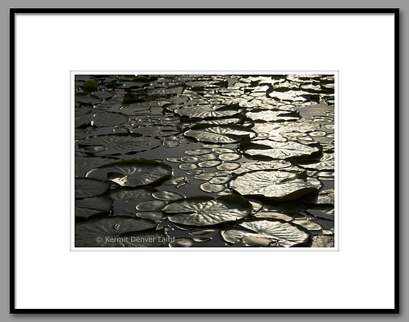 Backlit Lily Pads, Noxubee NWR, MS