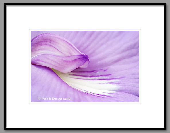 Butterfly Pea Flower Detail, Noxubee NWR, MS