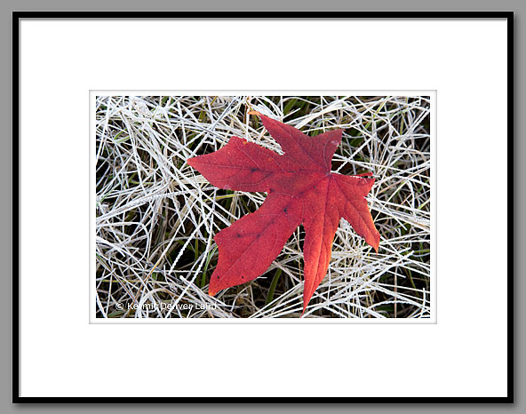 Sweetgum Leaf, Noxubee NWR, MS