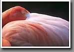 Chilean Flamingo, Jackson Zoological Park, MS