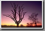 Oak Tree Silhouette, Oktibbeha County, MS