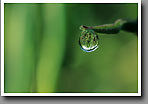 World In A Dewdrop, Oktibbeha County, MS