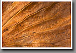 Lily Pad Detail, Noxubee NWR, MS