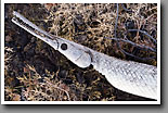 Long-nosed Gar, Noxubee NWR, MS