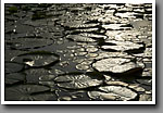 Backlit Lily Pads, Noxubee NWR, MS