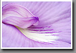 Butterfly Pea Flower Detail, Noxubee NWR, MS