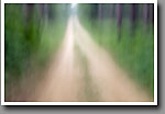 Impressionistic Roadway, Noxubee NWR, MS