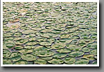 Lily Pads & Raindrops, Noxubee NWR, MS