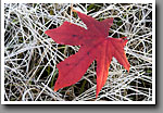 Sweetgum Leaf, Noxubee NWR, MS